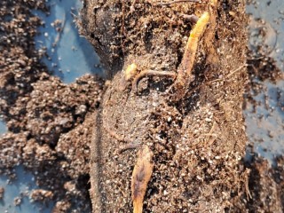 pecan roots 2