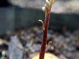 seedling avocado 16 October 2022